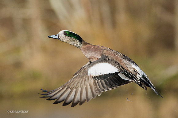 WNFL03195 - Widgeon Duck
