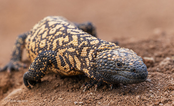 AZGM00020 - Gila Monster