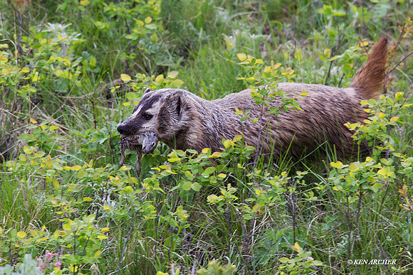 Badger Hunting - BR00269