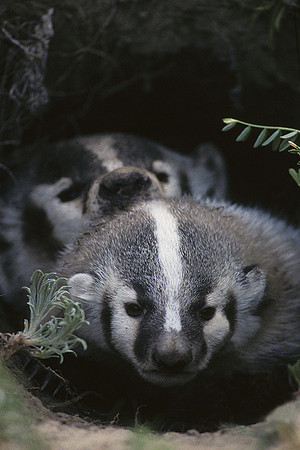 Badger Kit