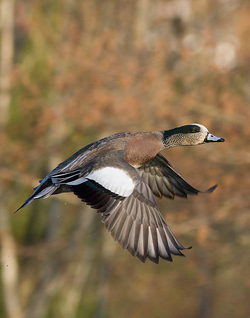 WNFL00844-Widgeon-Duck