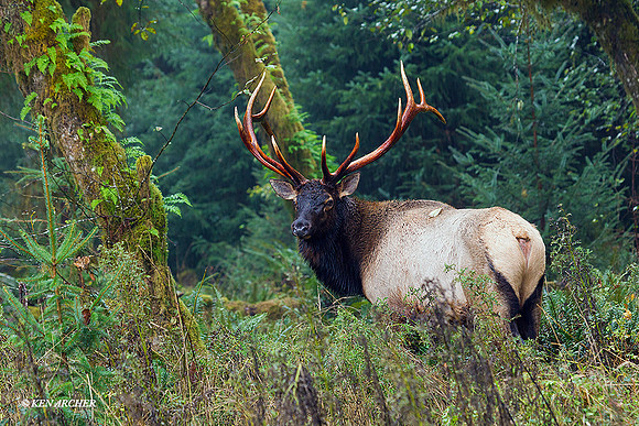 RSEK02143 - Roosevelt Elk