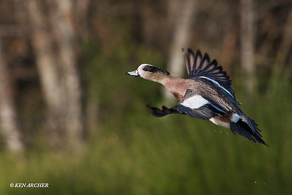 WNFL01470 American Widgeon Duck