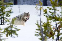 Wolves, Bobcats, Coyotes, Foxes