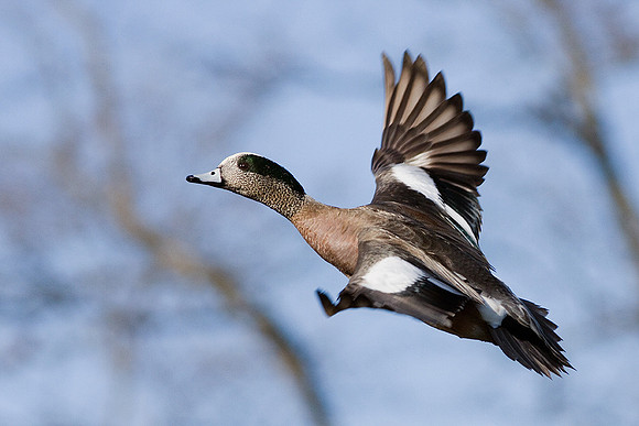 WNFL01445-American-Widgeon-Duck
