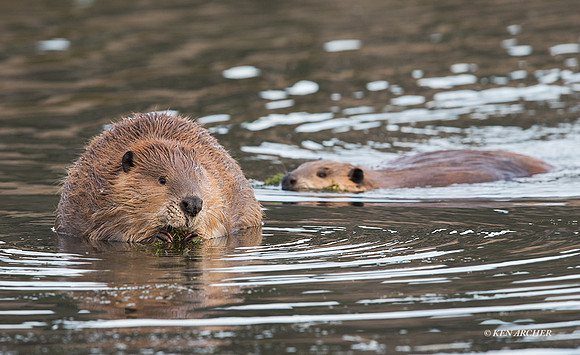 BVR00558 - Beaver