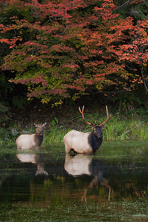 Roosevelt Elk