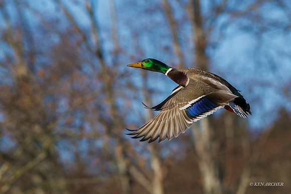 MDFL04606 - Mallard Duck
