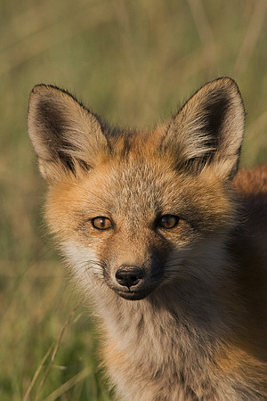 RF00465-Red-Fox-Kit