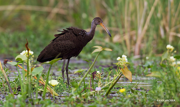 Limpkin - ARSB01063