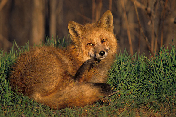 RDFX435269-Red-Fox