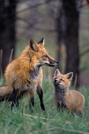 RDFX435373-Red-Fox-Viven-with-Kit