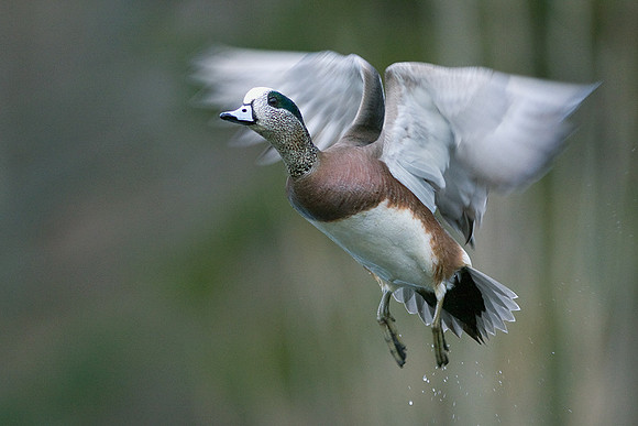 WNFL00527-Widgeon-Duck