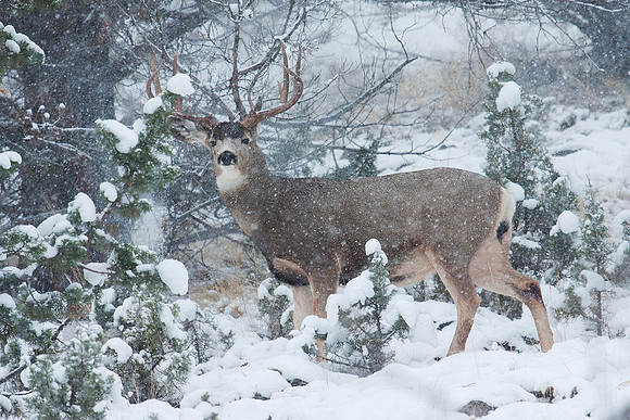 MLDR01004-Mule-Deer