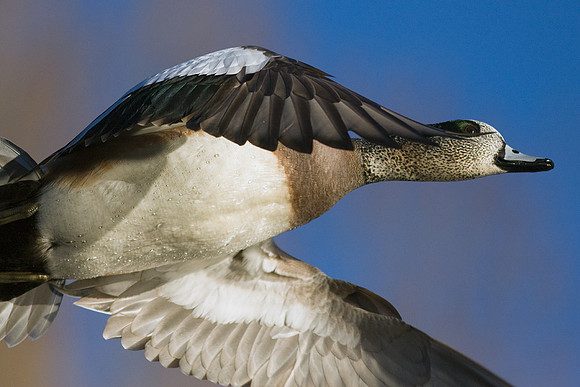 WNFL00677-Widgeon-Duck