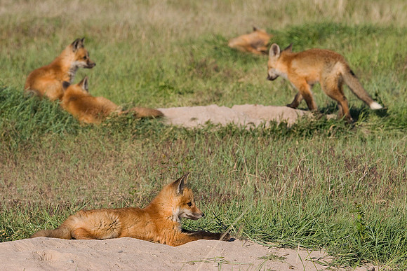 RF00610-Red-Fox-Kit