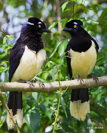 Plush-crested Jay - ARBD01377