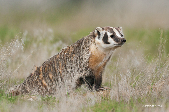 BR00038 - Badger