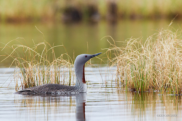 Red-throated Loon - NMRL00206