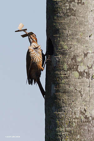 Scimitar-billed Woodcreeper - ARBD01044