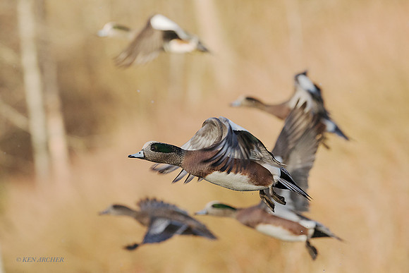 WNFL04496 - American Wigeon