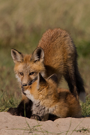 RF00360-Red-Fox-Kit