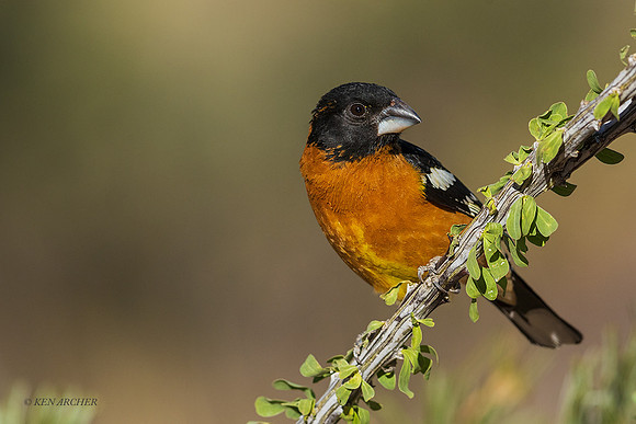 AZBG00031 Black-headed Grosbeck