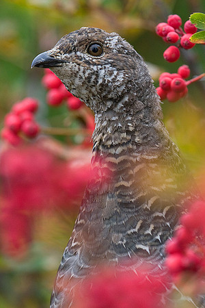 SYGR00063 Sooty Grouse