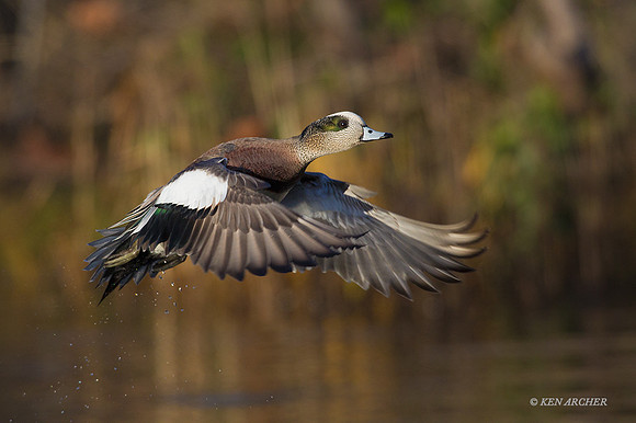 WNFL03352 - Wigeon Duck