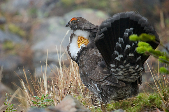 SYGR00011-Sooty-Grouse