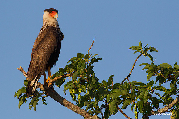 Southern Crested Caracara - ARRP00039