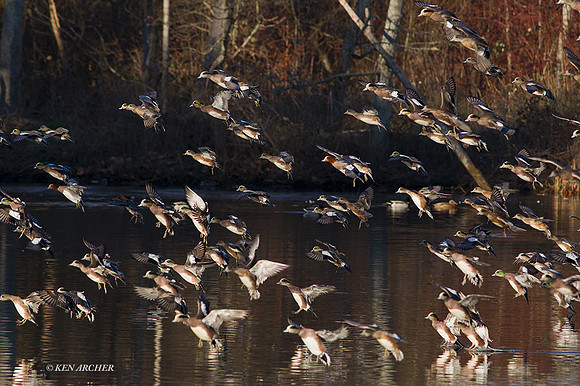 WNFL03793 - American Wigeon