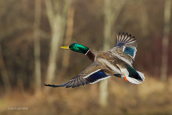 MDFL05093 - Mallard Duck