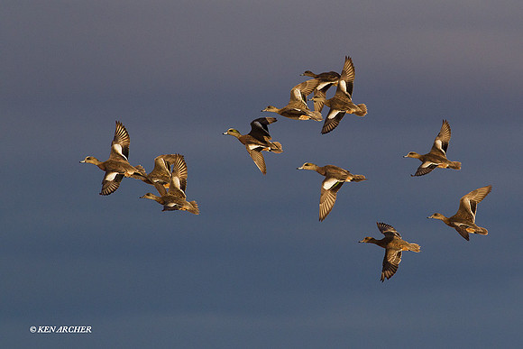 WNFL01844 American Widgeon