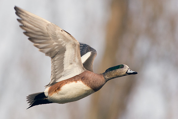 WNFL00228-Widgeon-Ducks