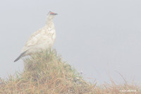 NMRM00009 Rock Ptarmigan