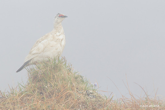NMRM00009 Rock Ptarmigan