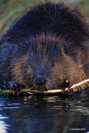 BVR430760 Beaver Foraging
