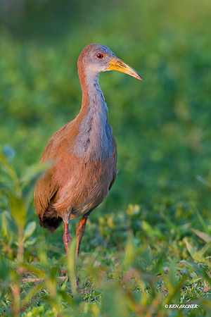Giant Wood Rail - ARSB00755