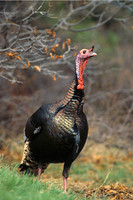MMTY440242 Merriam's Tom Turkey