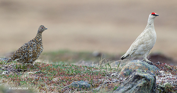 Rock Ptarmigan Pair - NMRM00109
