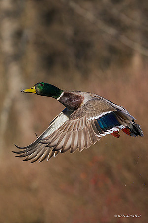 MDFL05323 - Mallard Duck