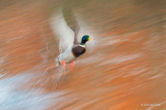 MDFL05497 - Mallard Duck