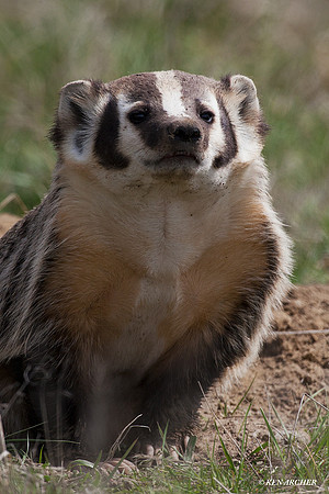 BR00125 Badger