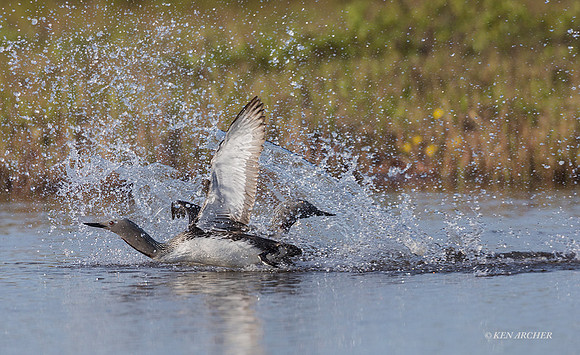 NMRL01816 - Red-throated Loon