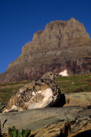 WTPT420653 White tailed Ptarmigan