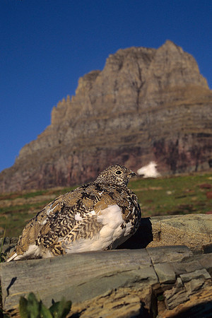 WTPT420653 White tailed Ptarmigan