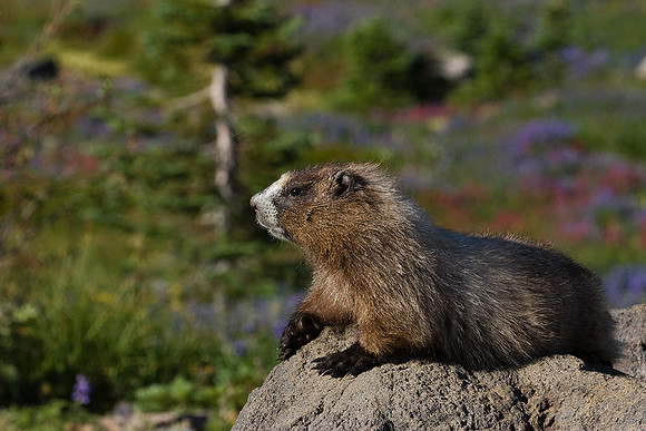Hoary Marmot HYMT00015
