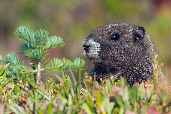 HYMT00002-Hoary-Marmot - HYMT0002