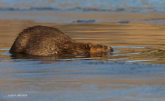 BVR00417 - Beaver